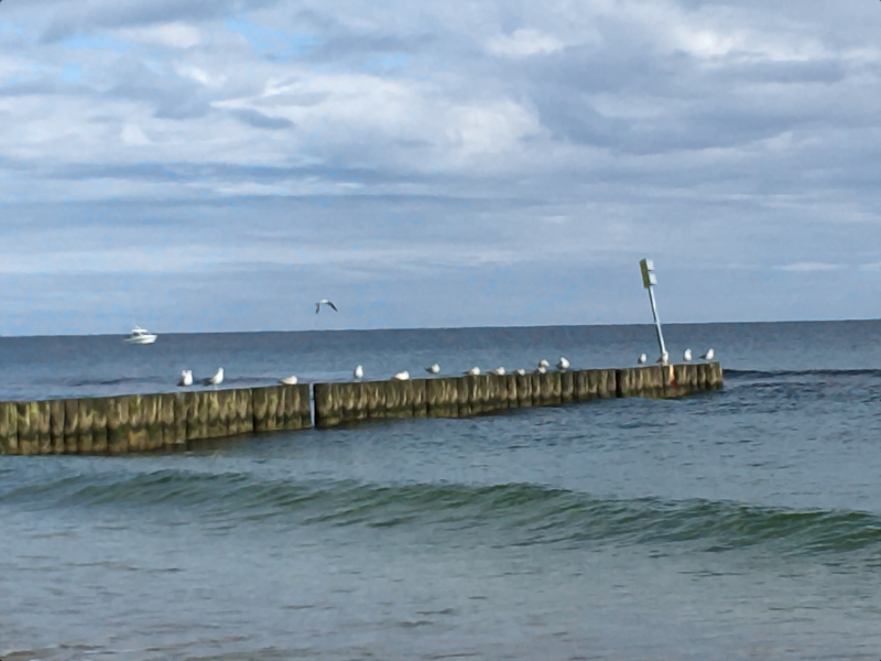 1365 :: Seagulls at Baltic